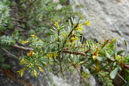 Image of Thymelaea dioica (Gouan) All.