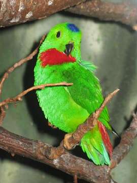 Image of Blue-crowned Hanging Parrot