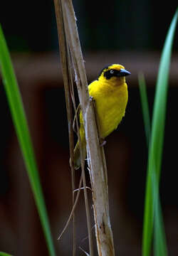 Image of Baglafecht Weaver