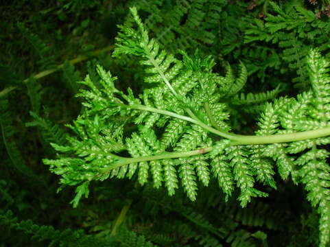 Image of Lady-fern