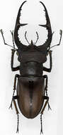 Image of Lucanus deuveianus Boucher 1998