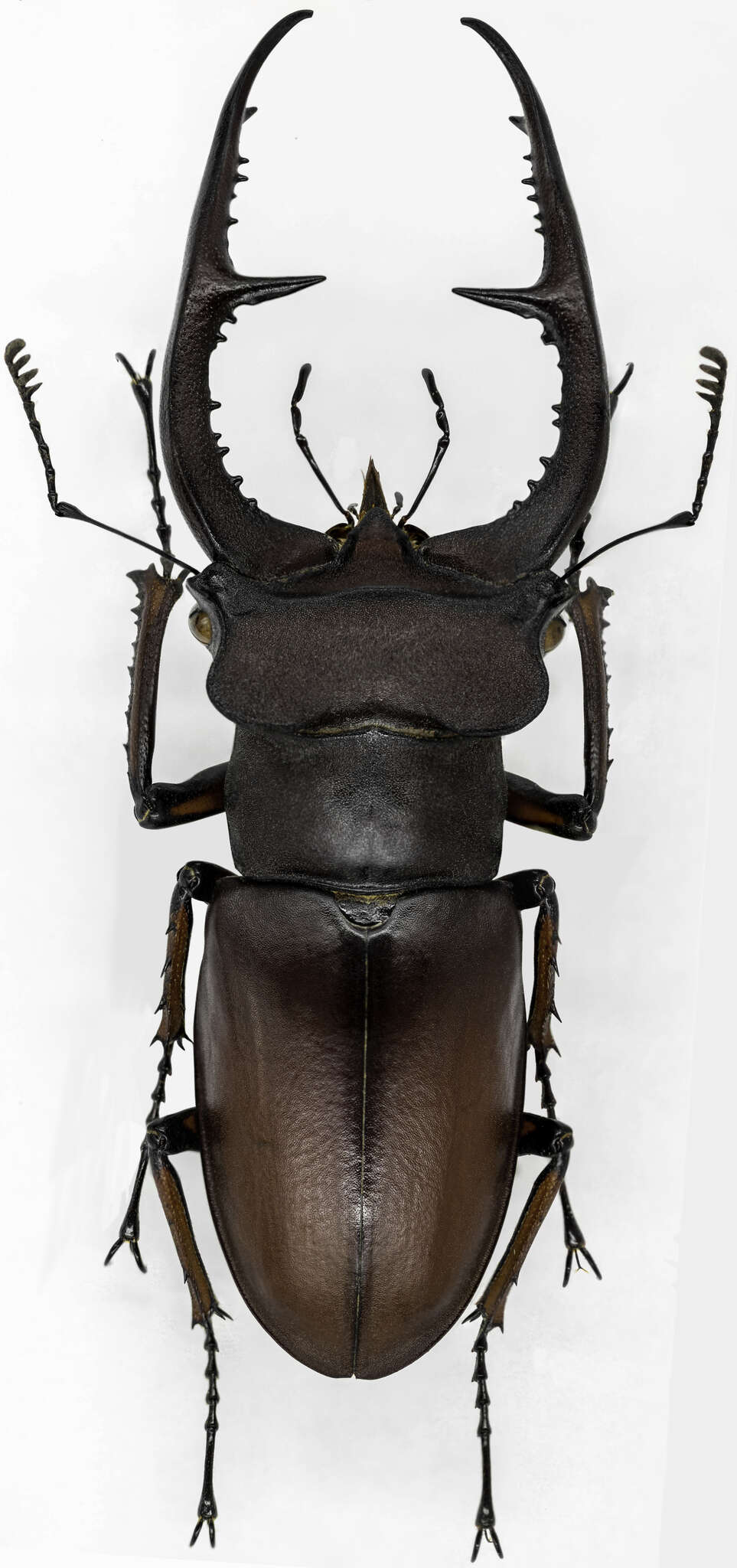 Image of Lucanus deuveianus Boucher 1998