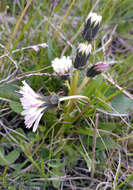 Image of Taraxacum arcticum (Trautv.) Dahlst.