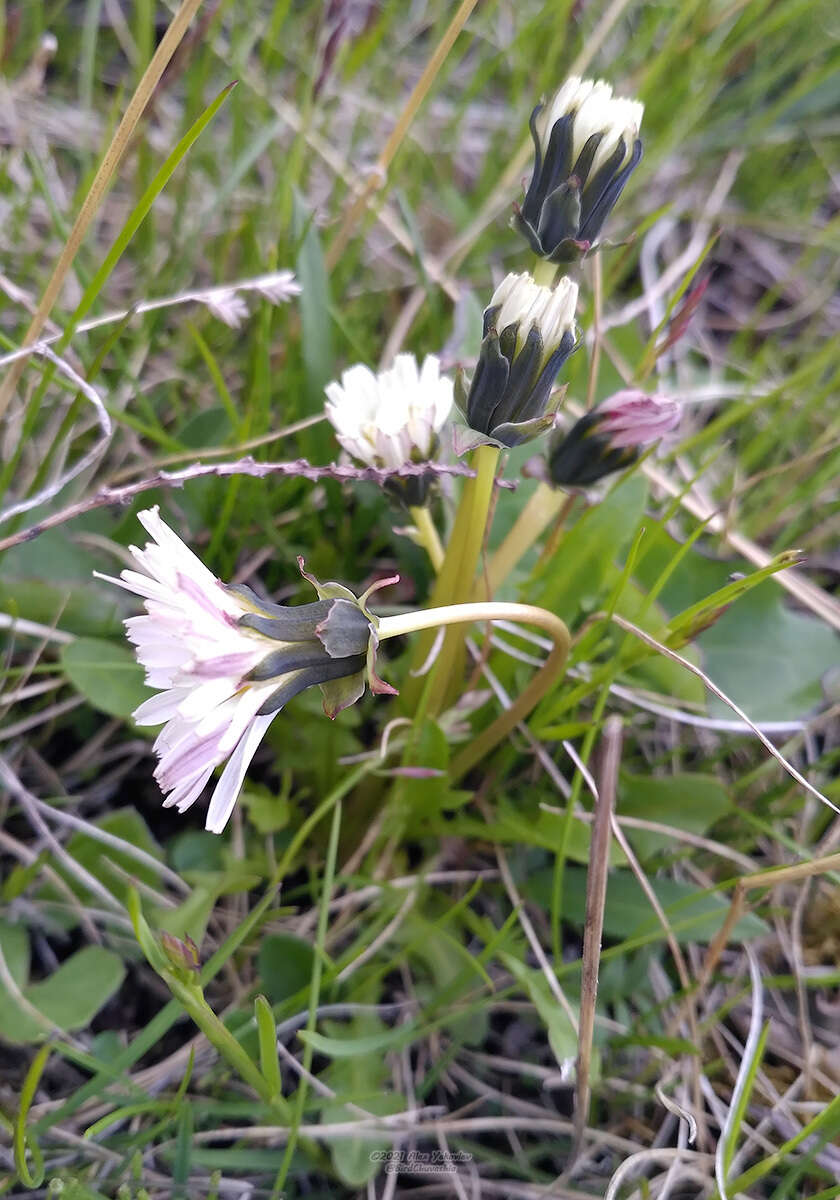 Image of Taraxacum arcticum (Trautv.) Dahlst.