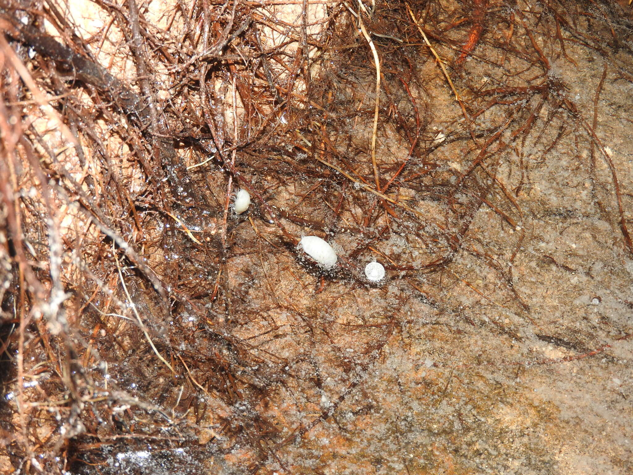 Image of Isla Santa Cruz Spiny Lizard