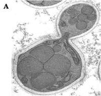 صورة Ogataea angusta (Teun., H. H. Hall & Wick.) S. O. Suh & J. J. Zhou 2010