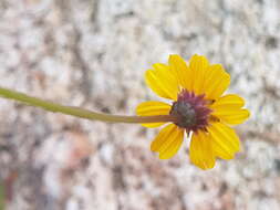 Plancia ëd Chrysanthellum pilzii J. L. Strother