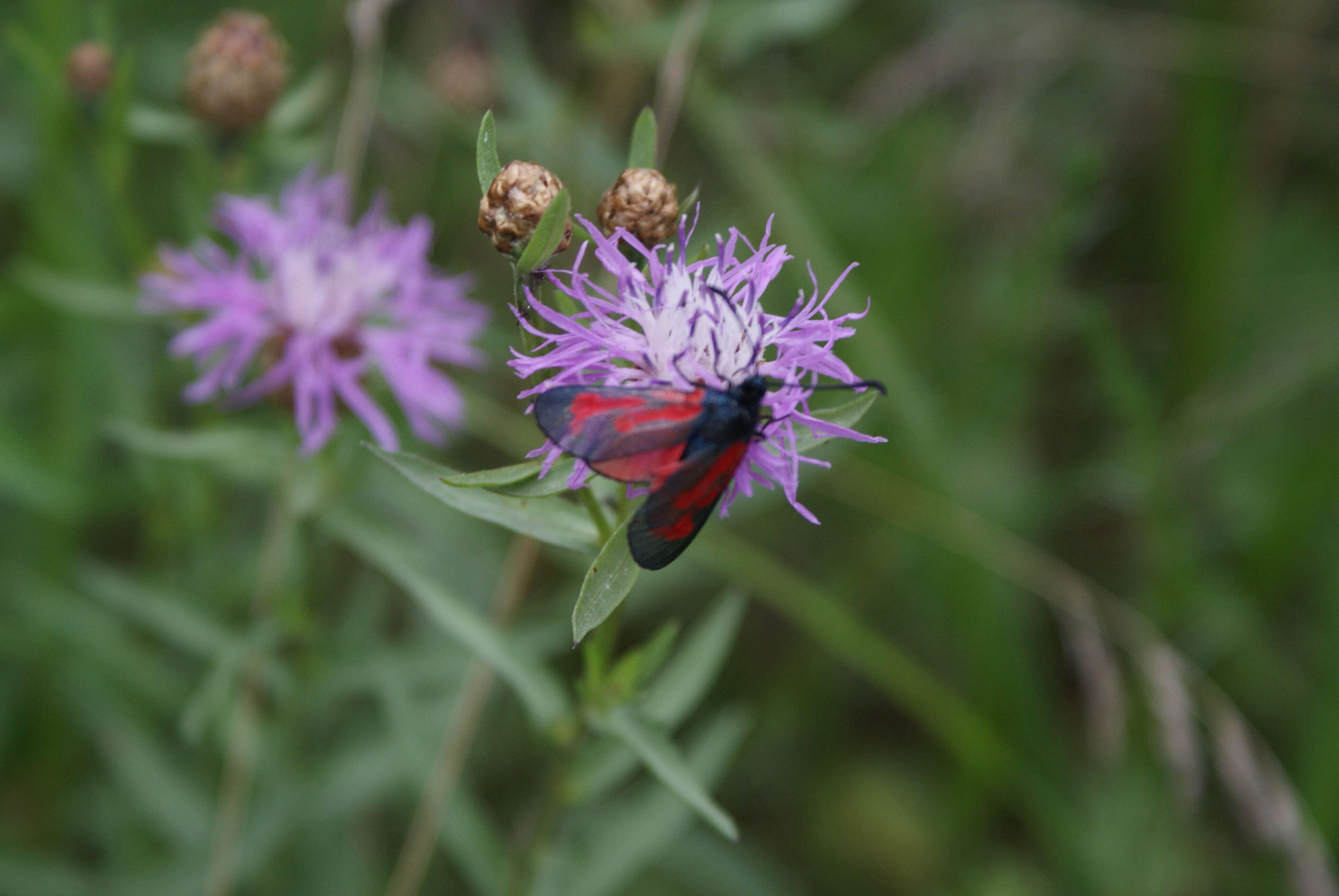 Plancia ëd Zygaena purpuralis Brünnich 1763