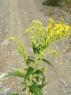 Image of Solidago brendae Semple