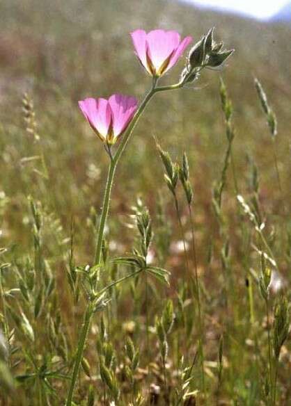 Image of Keck's checkerbloom