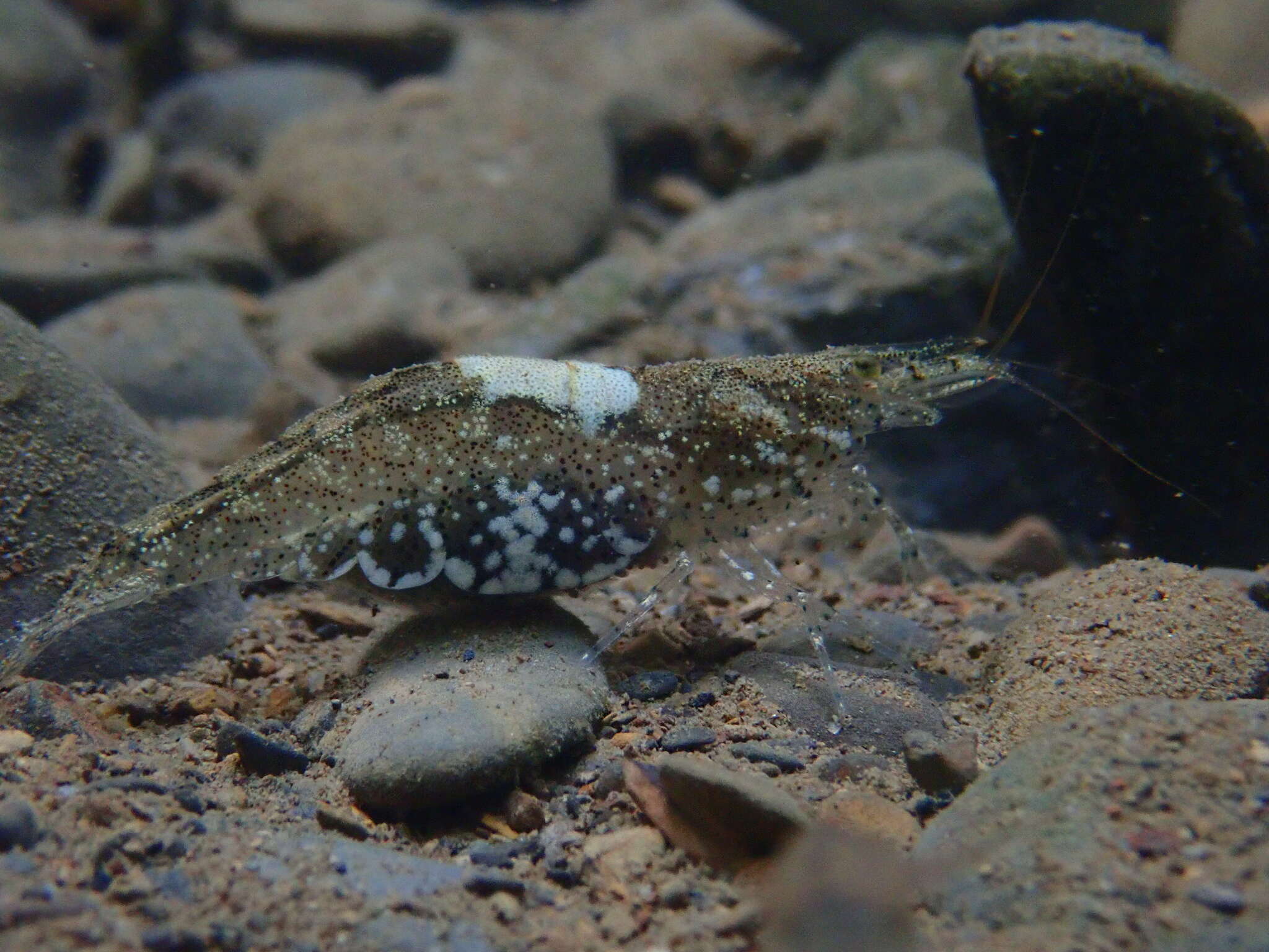 Image of <i>Caridina villadolidi</i>