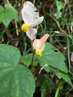 Image of Begonia palmata D. Don