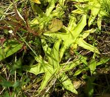 Image of Common butterwort