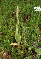 Image of Balkan Lizard orchid