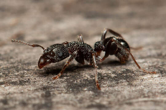 Image of Rhytidoponera anceps Emery 1898