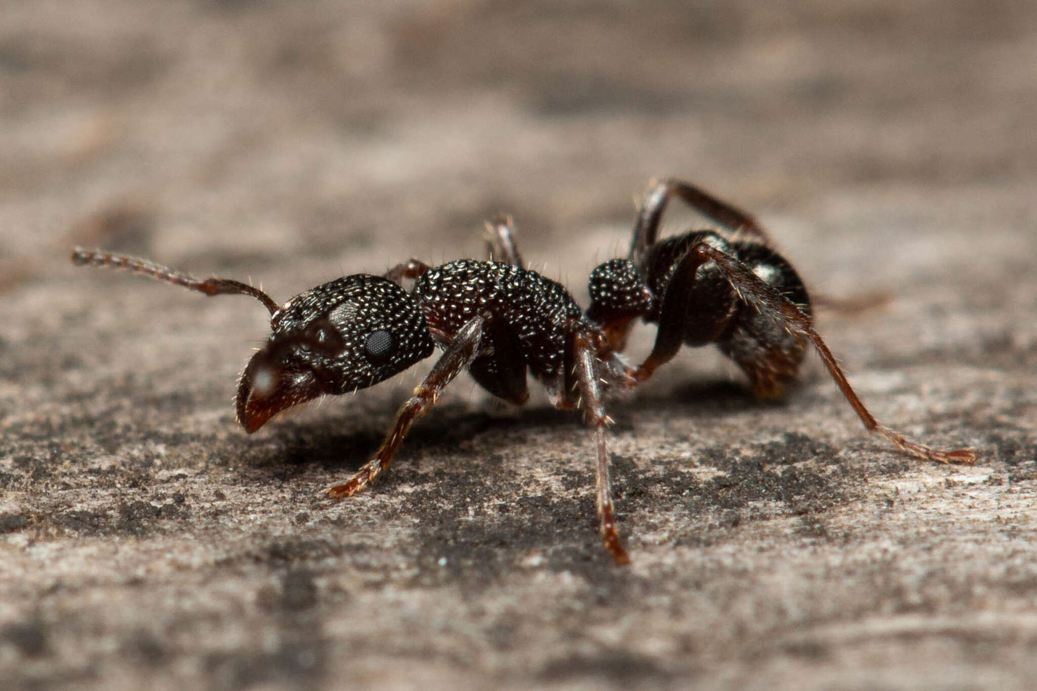 Image de Rhytidoponera anceps Emery 1898