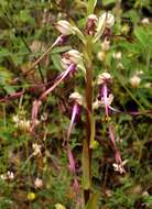 Image of Balkan Lizard orchid