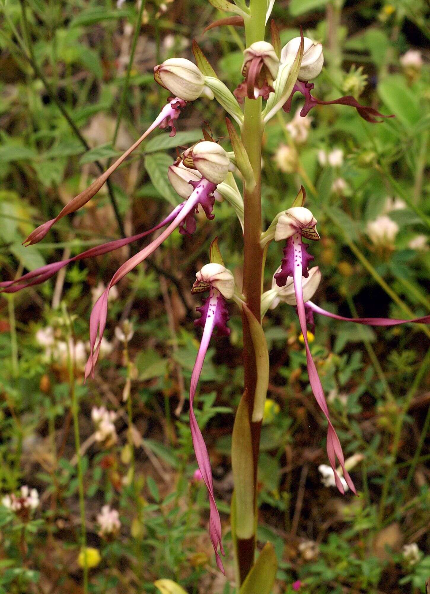 Image of Balkan Lizard orchid