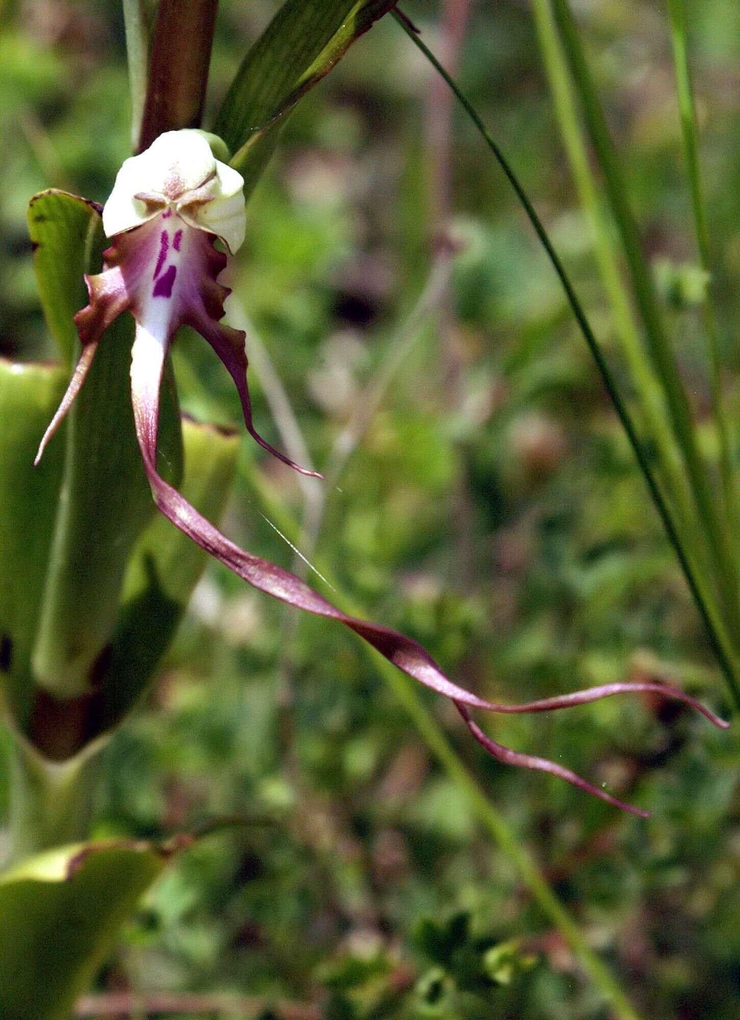Image of Balkan Lizard orchid