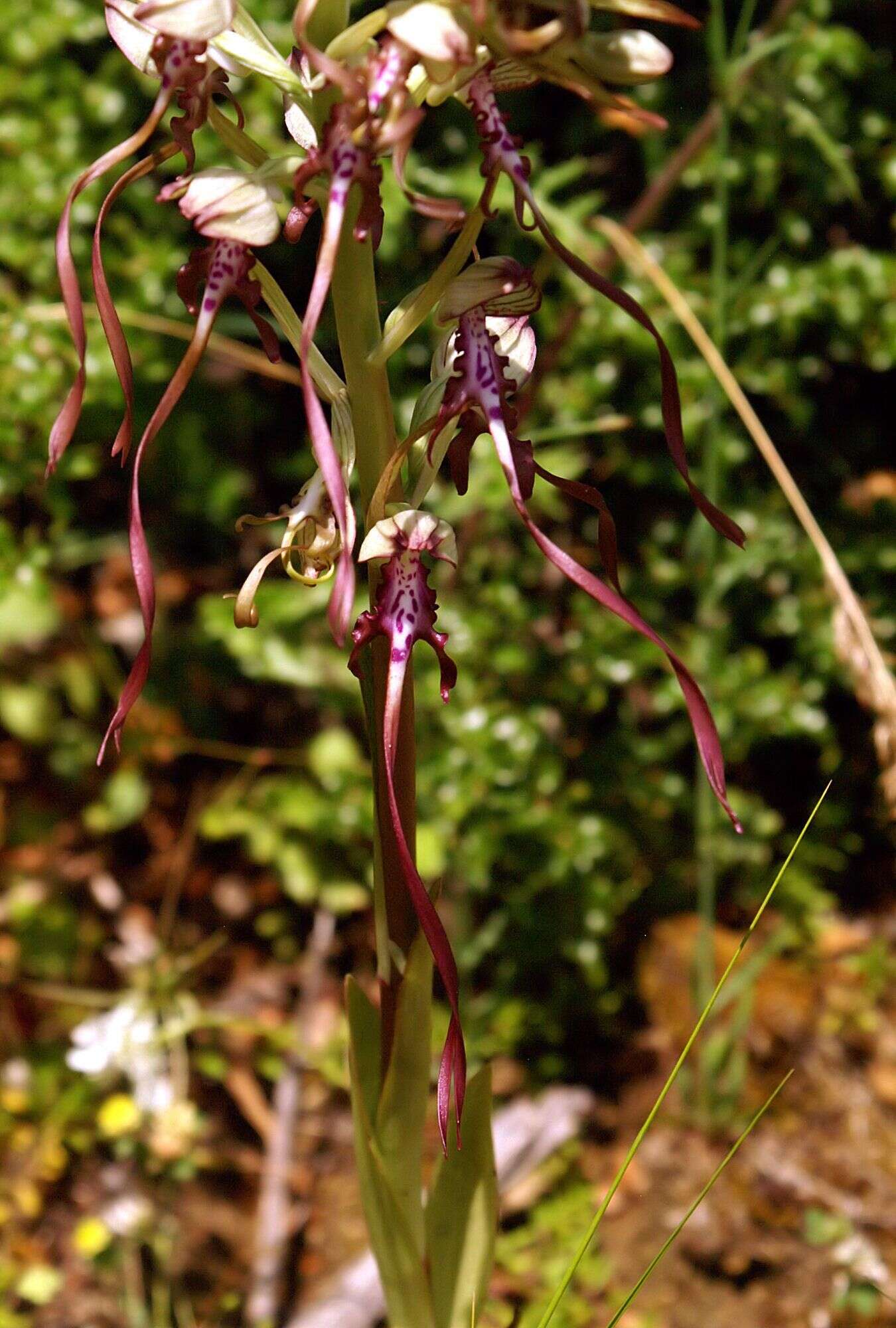 Image of Balkan Lizard orchid