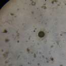 صورة Acanthocystis turfacea