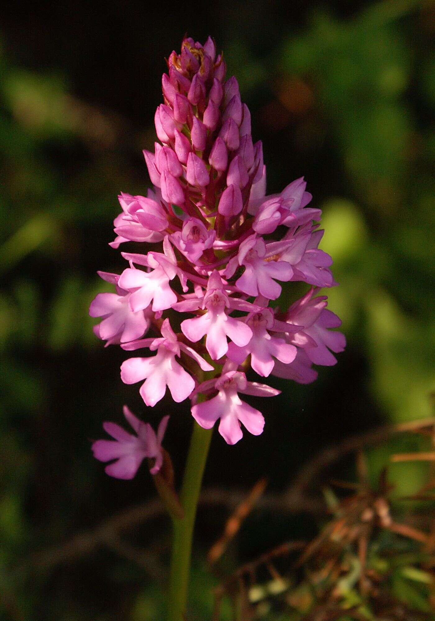 Image of Pyramidal orchid