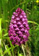 صورة Anacamptis pyramidalis (L.) Rich.