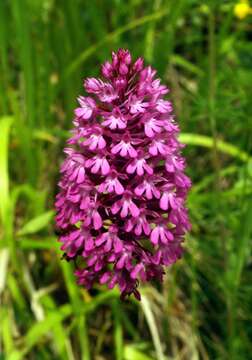 Image of Pyramidal orchid