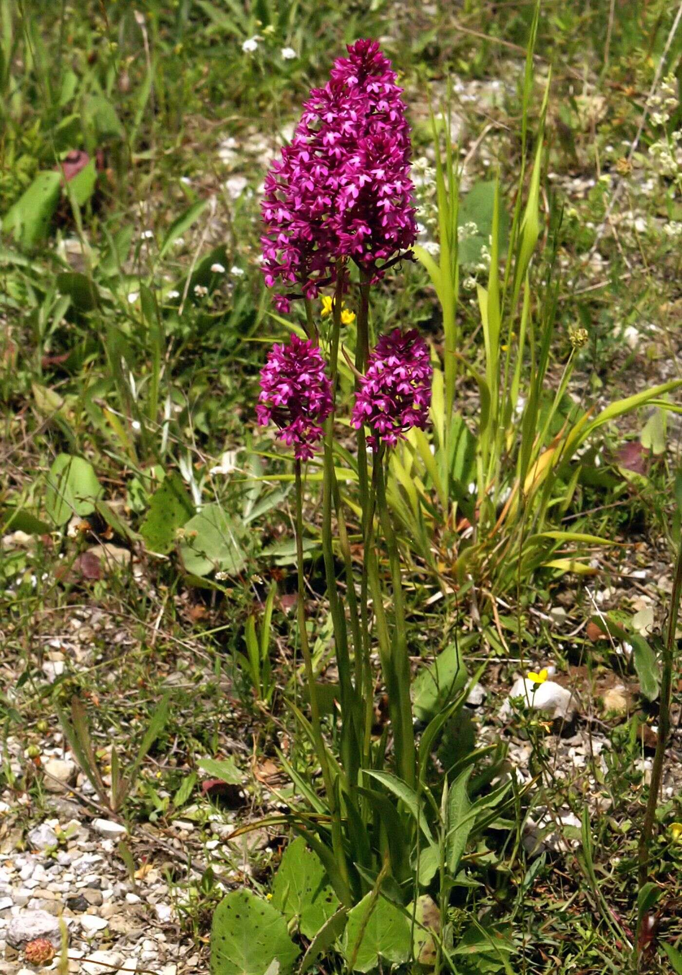 Image of Pyramidal orchid