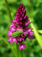 Image of Pyramidal orchid