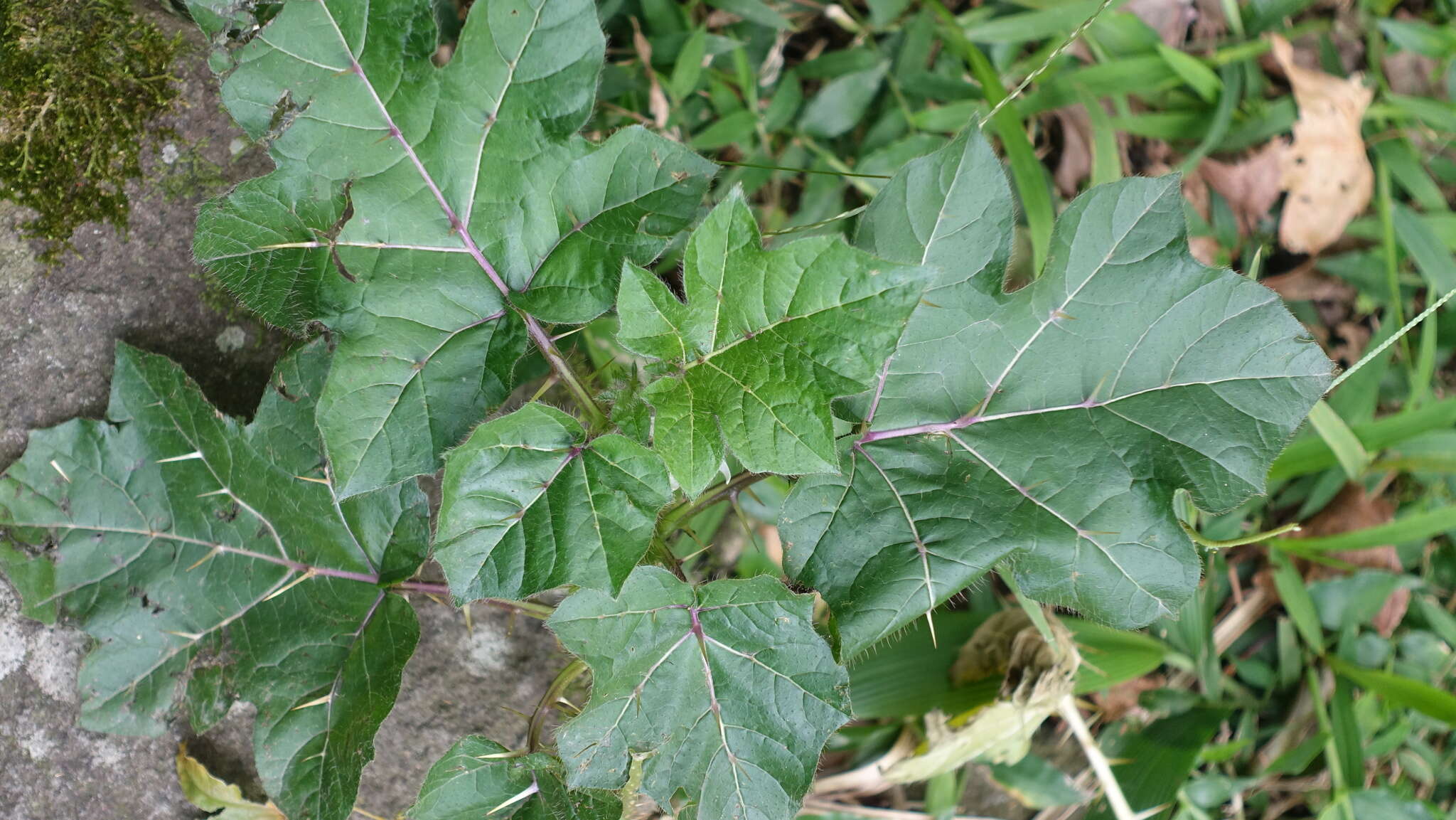 Imagem de Solanum capsicoides Allioni