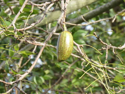 Image of Ceiba chodatii (Hassl.) P. Ravenna