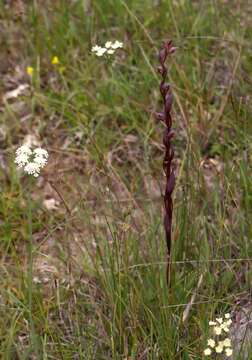 Image of Serapias bergonii E. G. Camus