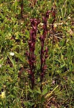 Image of Serapias bergonii E. G. Camus