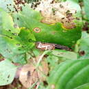 Image of Brown Banana Frog