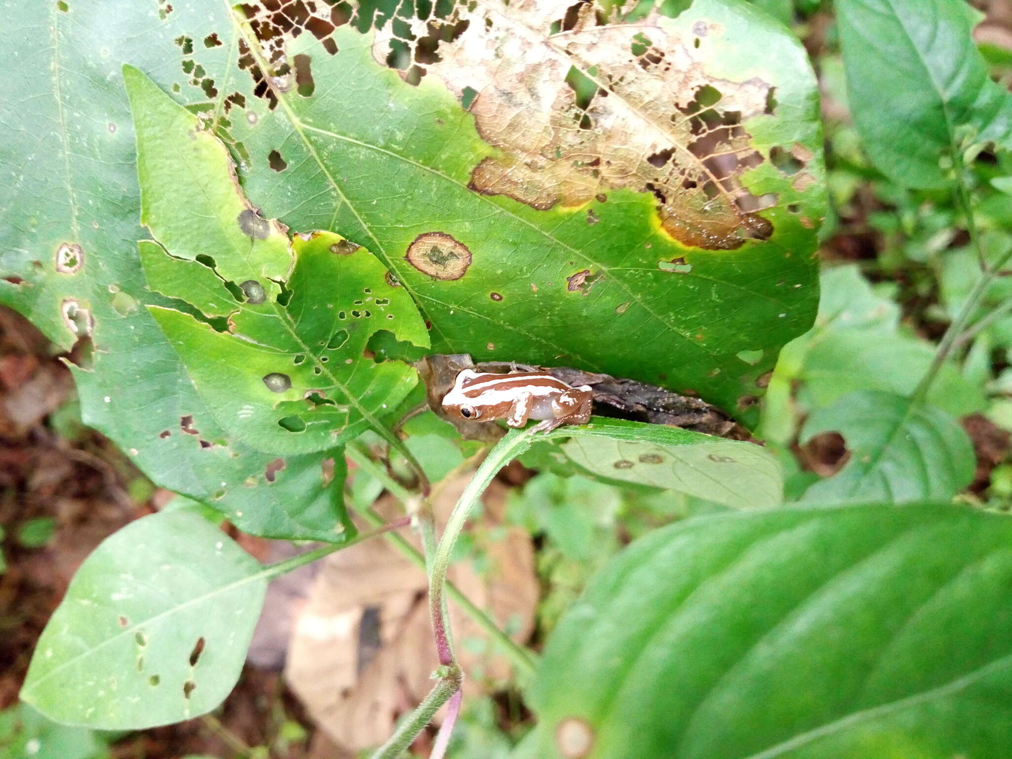 Image of Brown Banana Frog