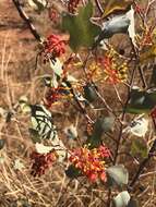 Image of Grevillea wickhamii Meissn.