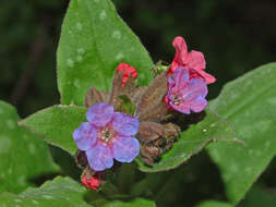 Image of Lungwort