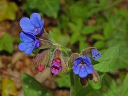 Image of Lungwort