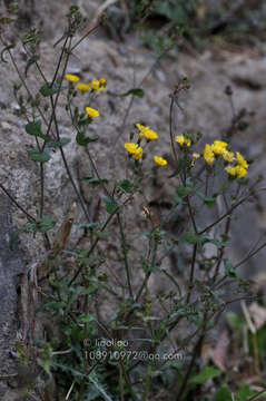 Image of Crepidiastrum sonchifolium (Maxim.) J. H. Pak & Kawano