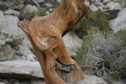 Image of Great Basin bristlecone pine