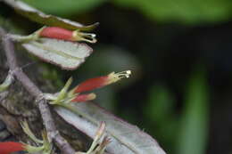 Image of Columnea byrsina (Wiehler) L. P. Kvist & L. E. Skog