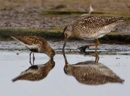 Image of Short-billed Dowitcher