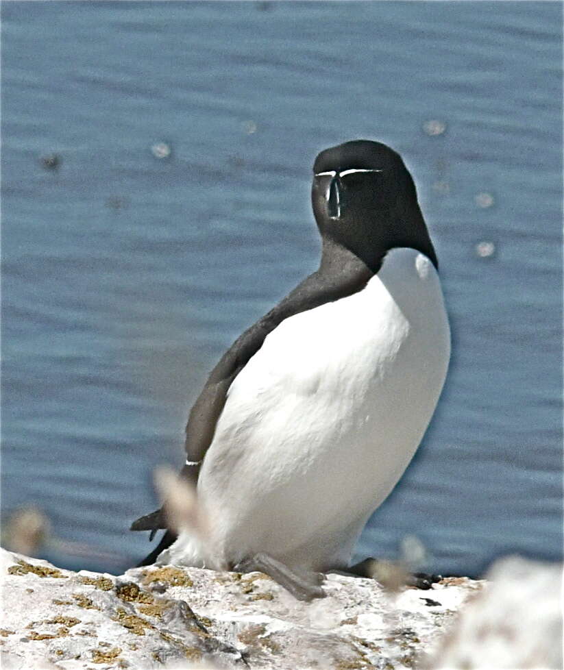 Image of Lesser auk