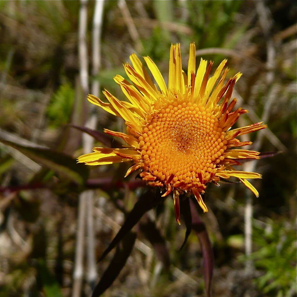 Image of Inula salicina