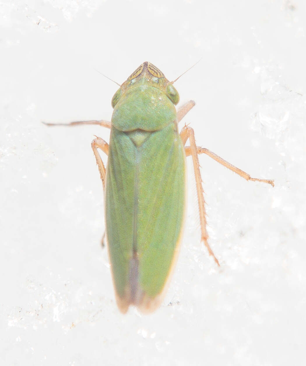 Image of Bog Leafhopper