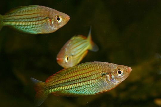 Image of <i>Melanotaenia sexlineata</i> (Munro 1964)