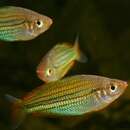 Image of Fly River Rainbowfish