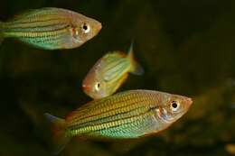 Image of Fly River Rainbowfish