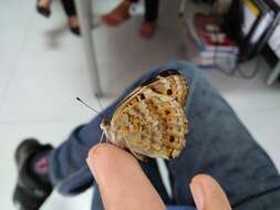 Image of Junonia orithya minagara Fruhstorfer 1904